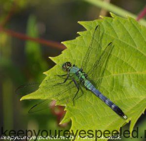 blue-green dragonfly on leaf 