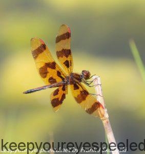 brow-orange dragonfly on twig 