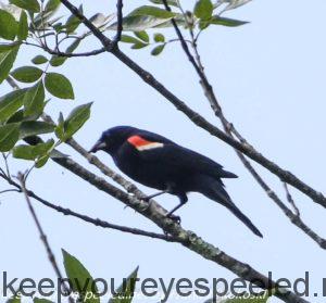 red-winged blackbird in tree 