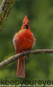 cardinal in tree 