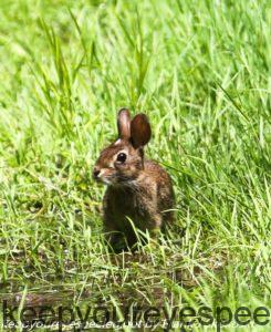rabbit in grass 