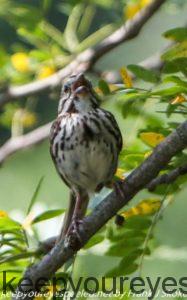 sparrow in tree 