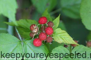 ripe raspberries 