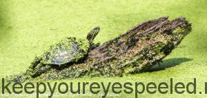 duckweed covered turtle 