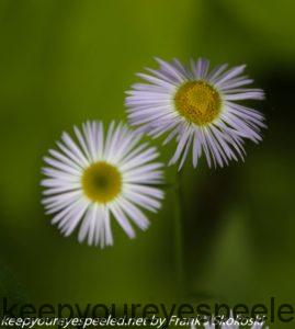 daisy fleabane flower 