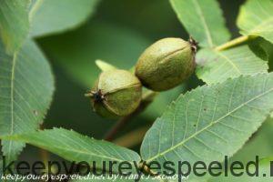 developing hickory nuts 