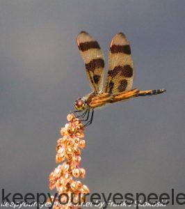 dragonfly on flower 