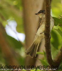 flycatcher in tree 