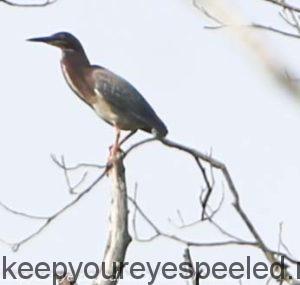 green heron in tree top 