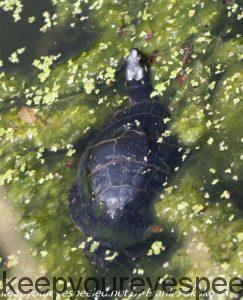 turtle in pond 