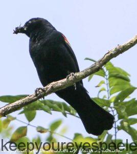 red-winged blackbird in tree 