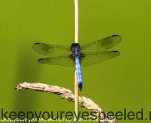 blue dragonfly on reed 