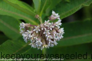 milkweed flower 