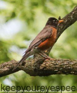 robin in tree branch 