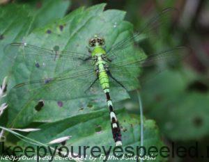 green dragonfly on leaf 