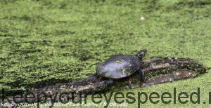 turtle on log in duckweed covered pond 