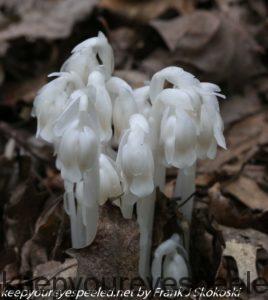 indian pipes 
