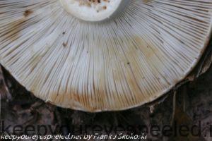 mushroom gills close up 
