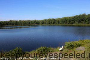 great egret near lake 