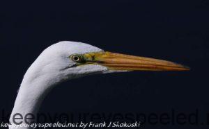 close up great egret 
