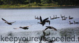 Canada geese in flight 