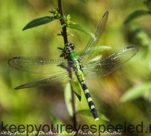 green dragonfly on twig 