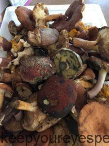 wild mushrooms 