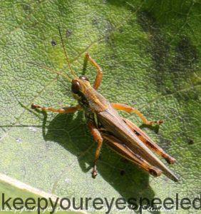 grasshopper on leaf 