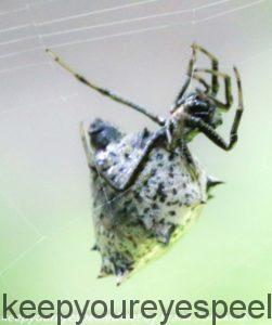 spined micrathena spider 