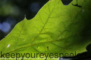 leaf macro photo
