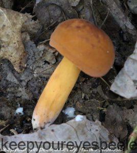 milker mushroom 