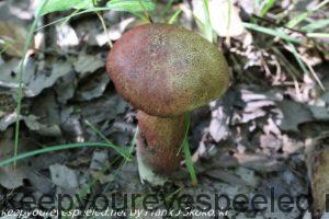 bolete mushroom 
