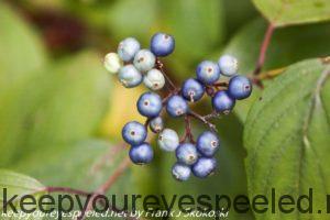 late summer dogwood berries 