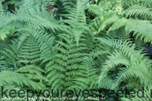 hayscented ferns 