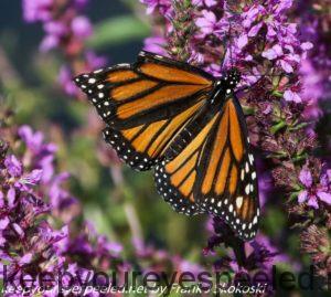 butterfly on purple loosestrife 