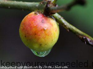 oak apple gall 