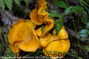 chanterelle mushrooms 