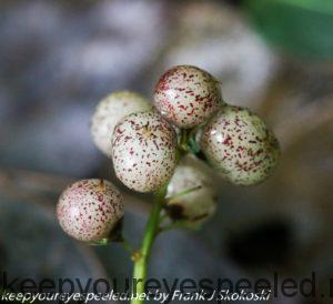 false lily of valley berries 