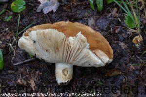 russula mushroom 