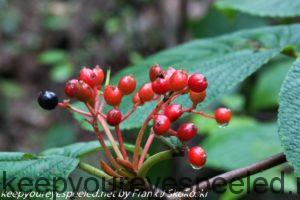 hobblebush berries 