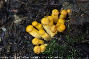 jack-o-lantern mushrooms 