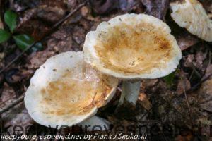 russula mushrooms 