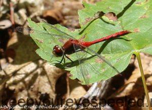 red dragonfly on leaf 