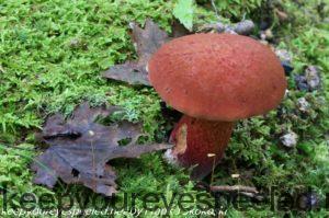 red/yellow bolete mushroom 