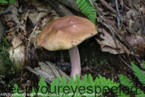 king bolete mushroom 