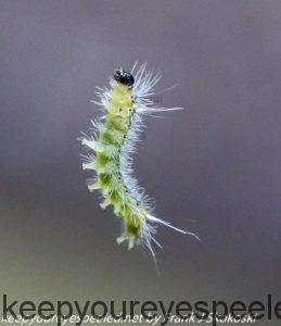 caterpillar hanging on silk thread 