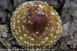 amanita mushroom 