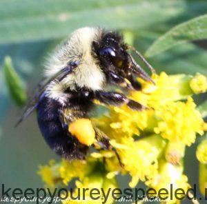 bee on goldenrod flowers 