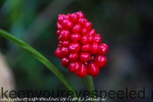 jack-in-pulpit berries