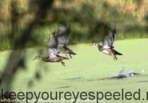 wood ducks in flight 